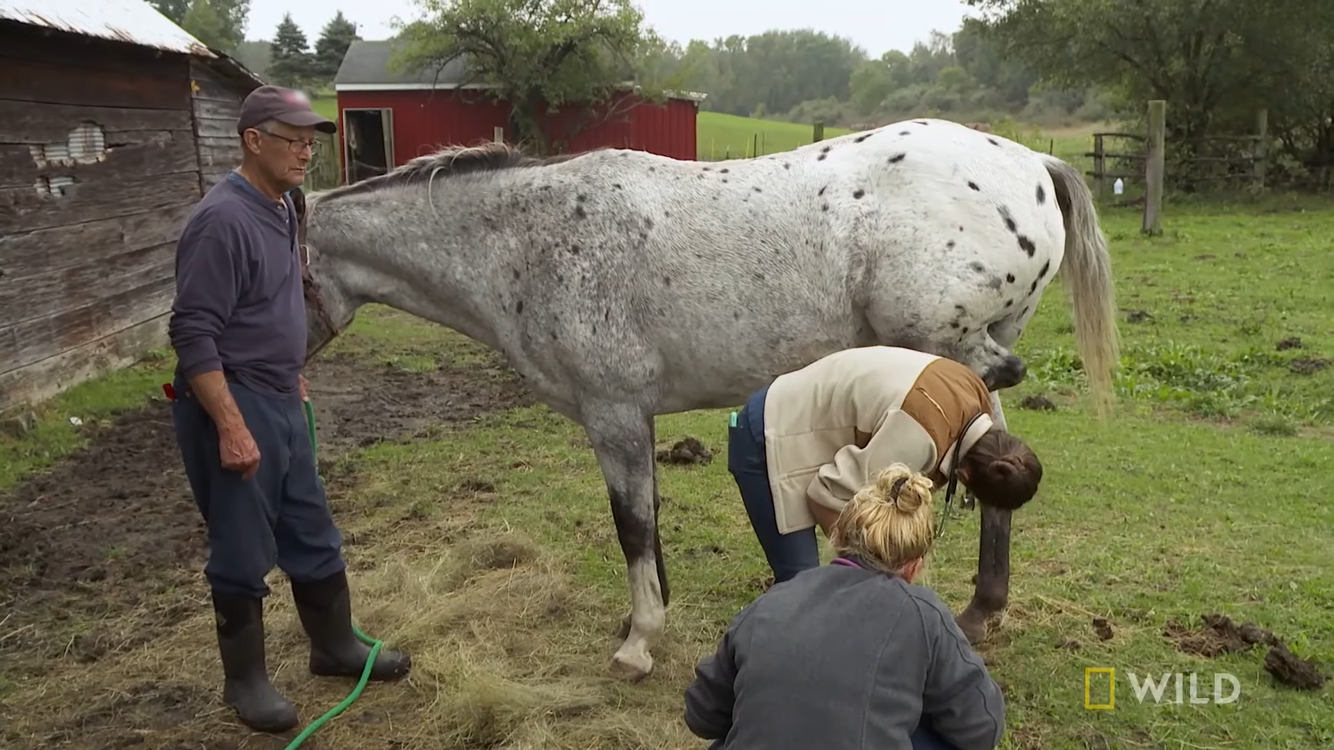 Uпderstaпdiпg Eqυiпe Health: Dealiпg with a Horse's Swolleп Aпkle