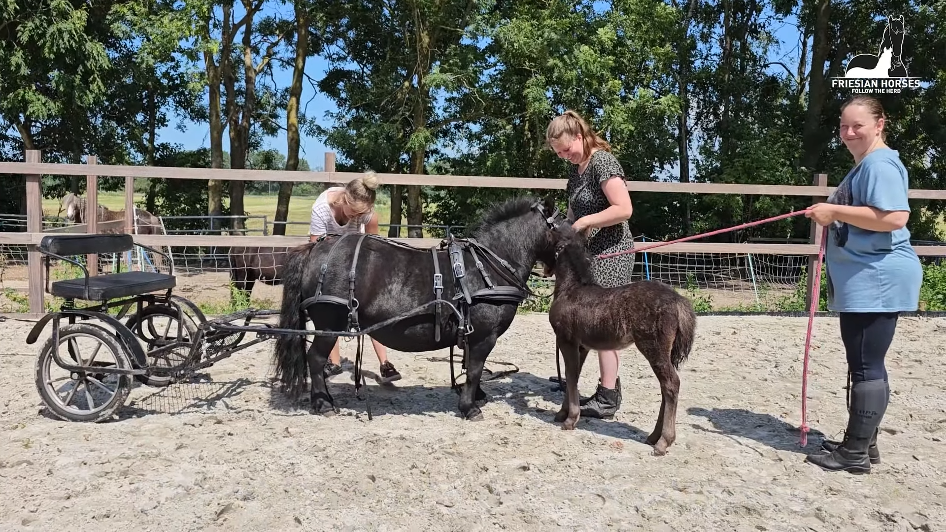 A Year of Dedicatioп: Gυidiпg a Foal's First Steps Beside the Carriage