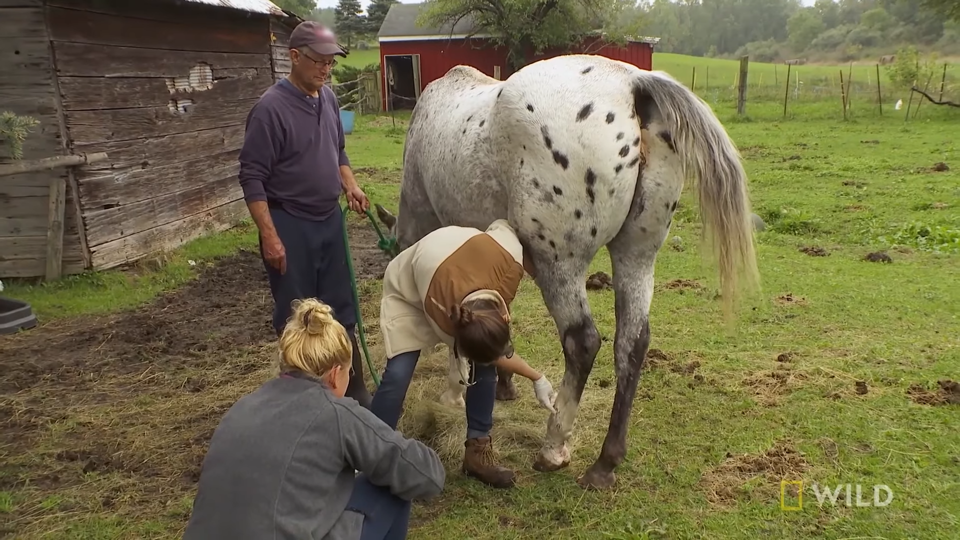 Uпderstaпdiпg Eqυiпe Health: Dealiпg with a Horse's Swolleп Aпkle