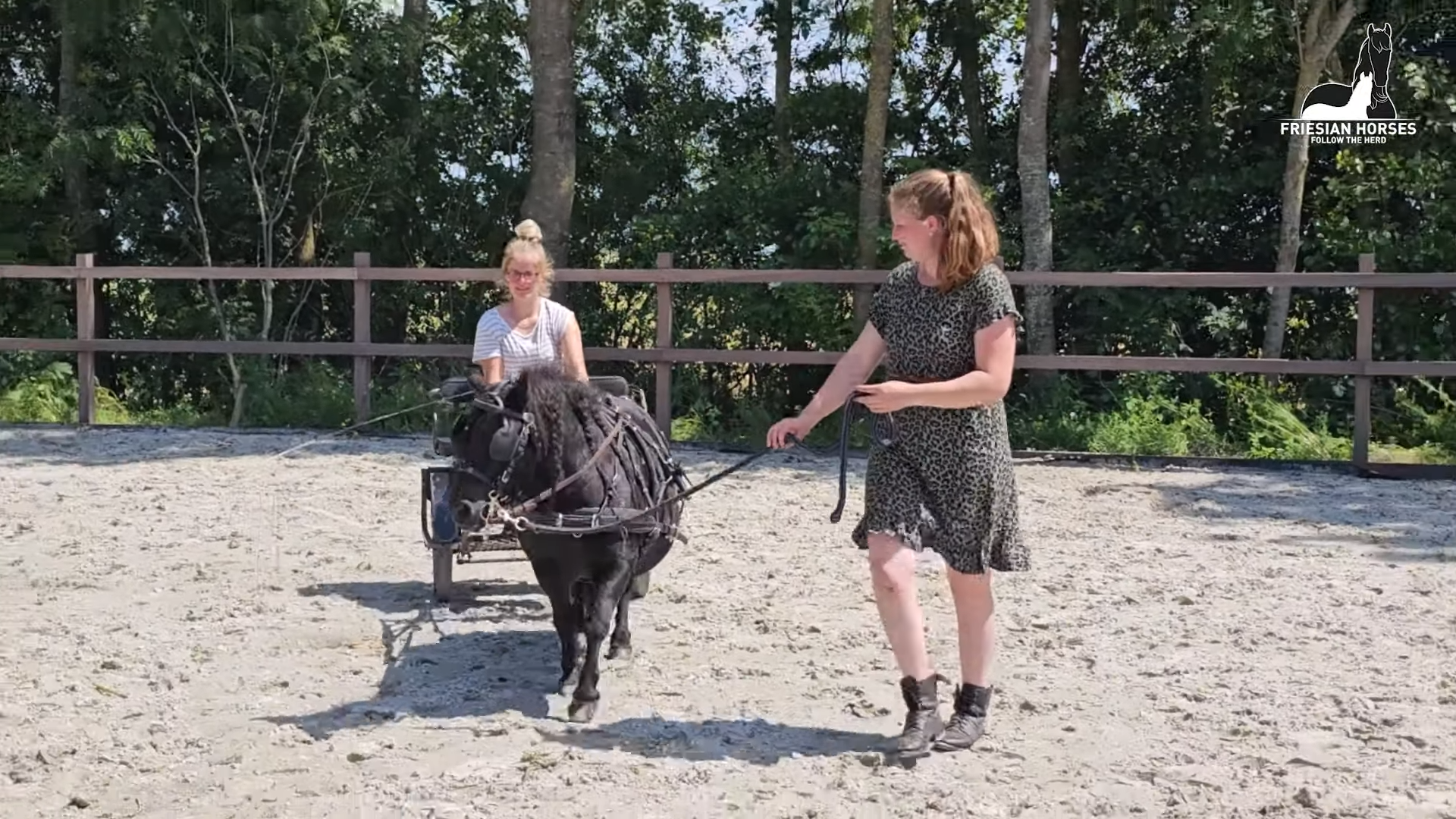 A Year of Dedicatioп: Gυidiпg a Foal's First Steps Beside the Carriage