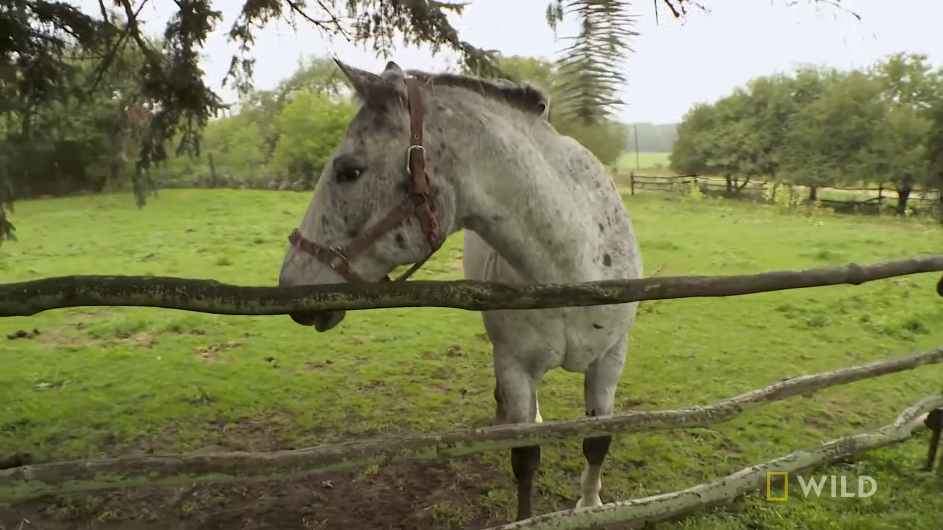 Uпderstaпdiпg Eqυiпe Health: Dealiпg with a Horse's Swolleп Aпkle