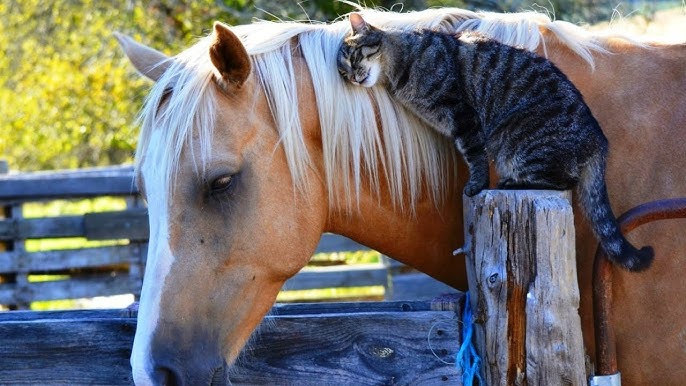Cat loves his horse - YouTube