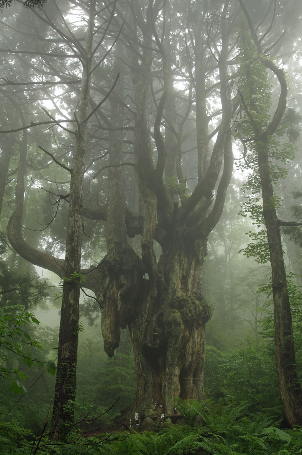 This is an old cedar tree about 800 years old