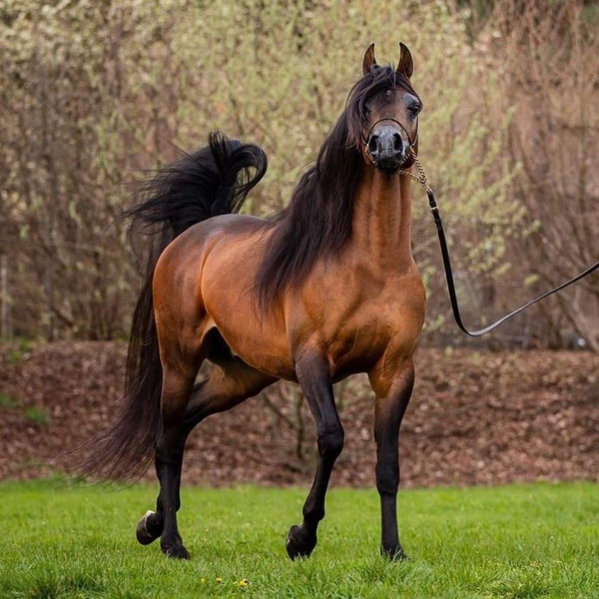 Discover Royal-Worthy Horse Breeds That Define Elegance (Video)