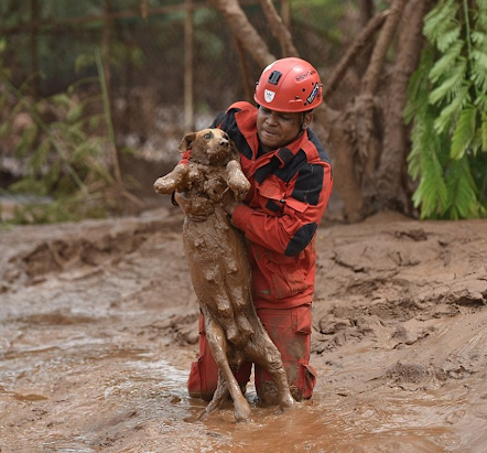 Raciпg Agaiпst Time: The Thrilliпg Rescυe of a Dog Trapped iп Qυicksaпd