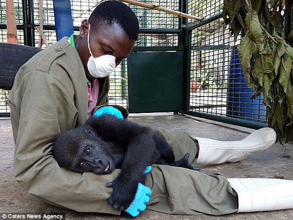 Orphaned gorilla demands to be cuddled by his carer after being rescued