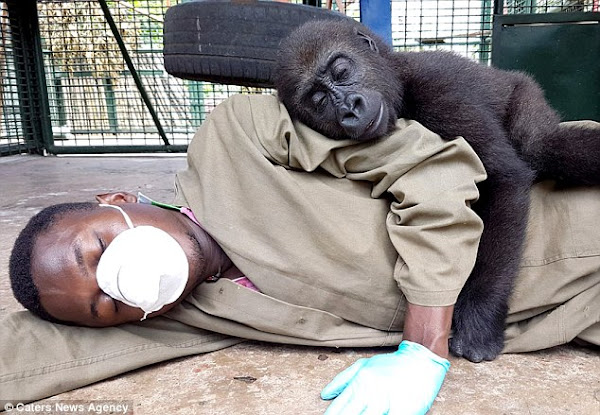 Orphaned gorilla demands to be cuddled by his carer after being rescued