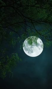 Embracing the Moon’s Beauty: Softly Illuminating Through the Canopy.VoUyen