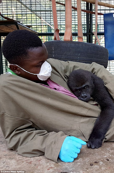 Orphaned gorilla demands to be cuddled by his carer after being rescued