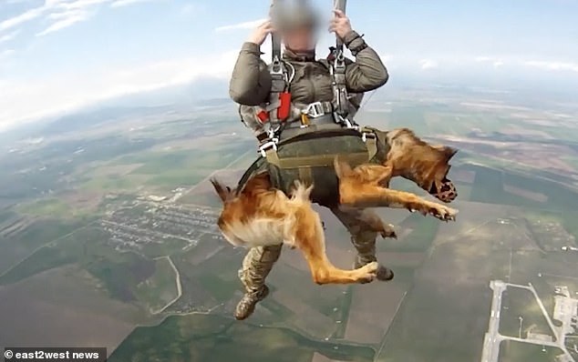 Soaring Together: A Russian Soldier and His Brave Dog Parachute from a 4km Altitude.