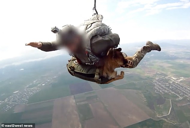 Soaring Together: A Russian Soldier and His Brave Dog Parachute from a 4km Altitude.