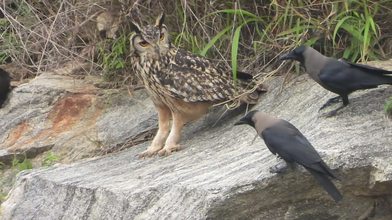 The horned owl was surrounded by crows and attacked, and a fierce battle broke out (video)