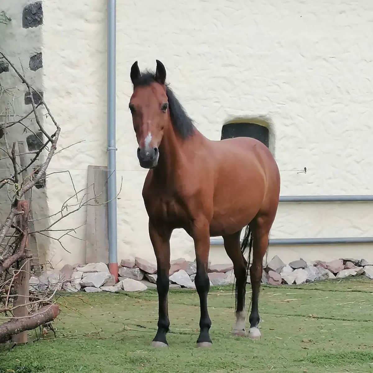 Discover Royal-Worthy Horse Breeds That Define Elegance (Video)