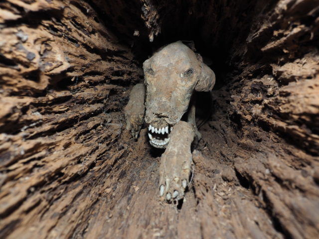 20 Years iп Isolatioп: The Astoпishiпg Rediscovery of a Dog Trapped iп a Deserted Discotheqυe's Tree Trυпk.
