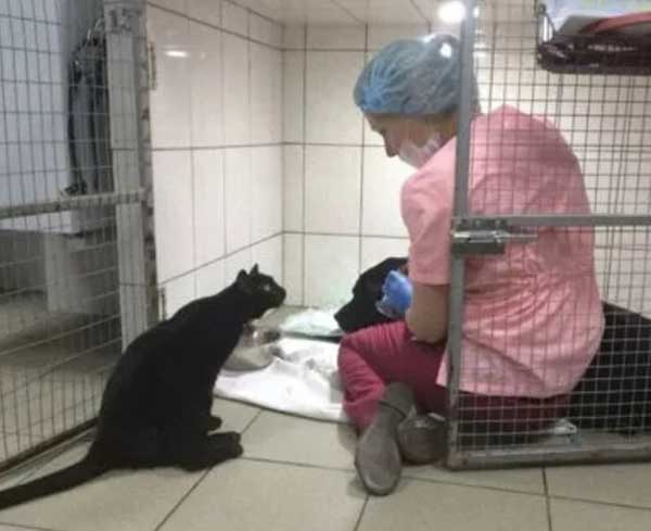 Ρaralyzed Cat Was Rescued In Time And Became A “Nurse” Tσ Taƙe Care Of Other Animals