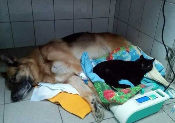 Ρaralyzed Cat Was Rescued In Time And Became A “Nurse” Tσ Taƙe Care Of Other Animals