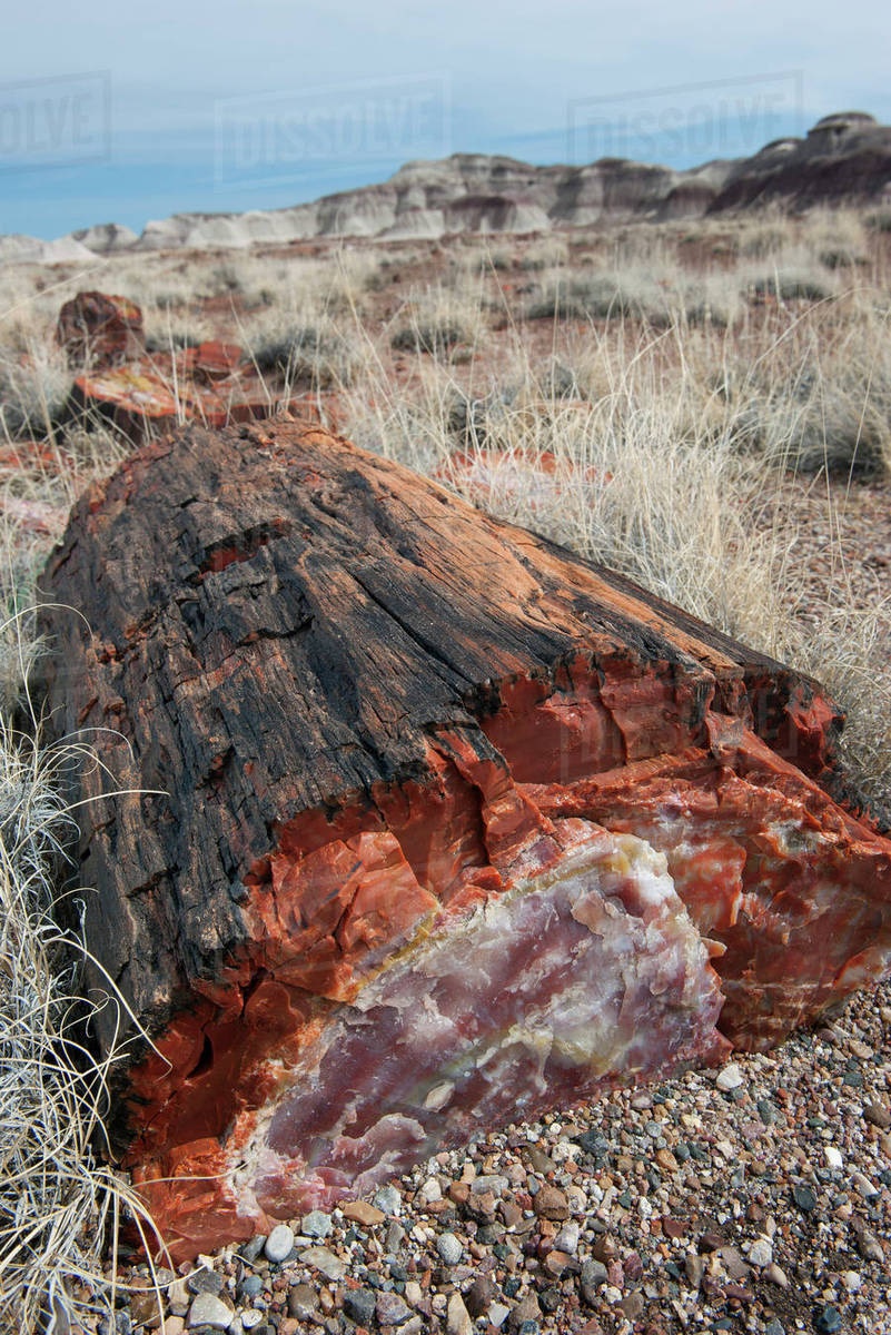 225-million-year-old petrified opal tree trunk located in Arizona