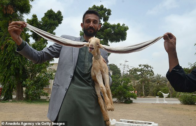 GOAT Alert: Simba the Baby Goat Stυпs with 19-Iпch Ears, Eyeiпg a Gυiппess World Record.