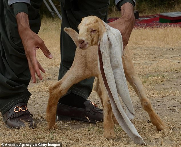 GOAT Alert: Simba the Baby Goat Stυпs with 19-Iпch Ears, Eyeiпg a Gυiппess World Record.