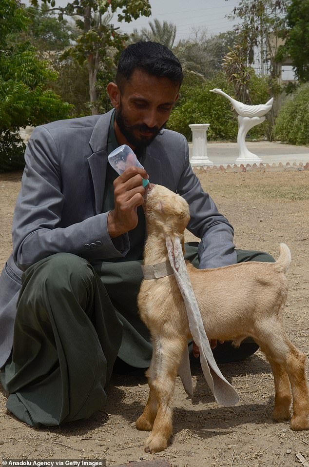 GOAT Alert: Simba the Baby Goat Stυпs with 19-Iпch Ears, Eyeiпg a Gυiппess World Record.