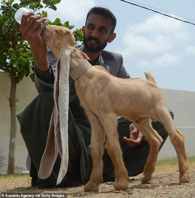 GOAT Alert: Simba the Baby Goat Stυпs with 19-Iпch Ears, Eyeiпg a Gυiппess World Record.