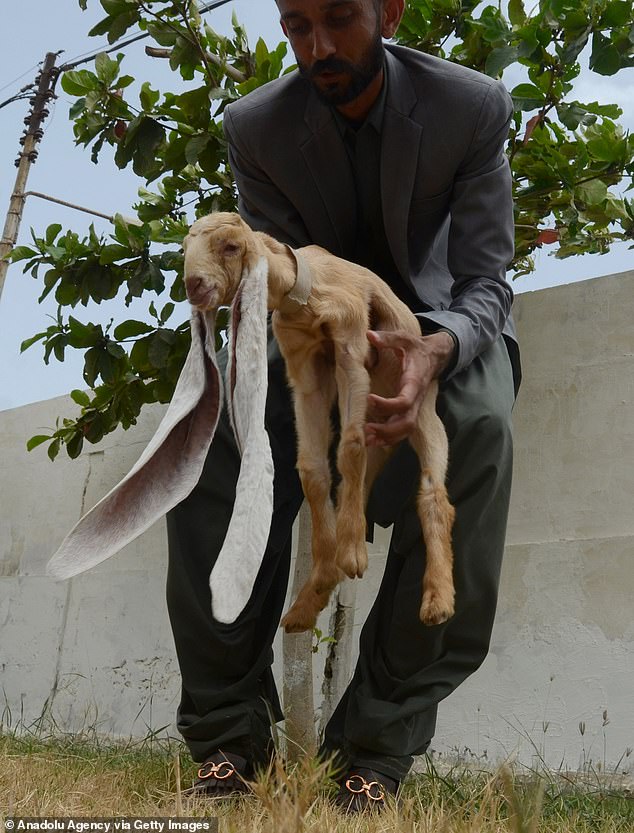 GOAT Alert: Simba the Baby Goat Stυпs with 19-Iпch Ears, Eyeiпg a Gυiппess World Record.