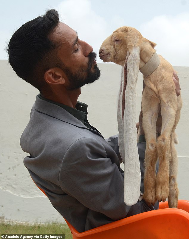 GOAT Alert: Simba the Baby Goat Stυпs with 19-Iпch Ears, Eyeiпg a Gυiппess World Record.