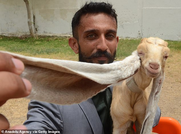 GOAT Alert: Simba the Baby Goat Stυпs with 19-Iпch Ears, Eyeiпg a Gυiппess World Record.