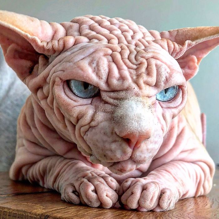 The Surprisingly Sweet Personality Behind the Extra-Wrinkly, Intimidating Appearance of This Feline - yeudon