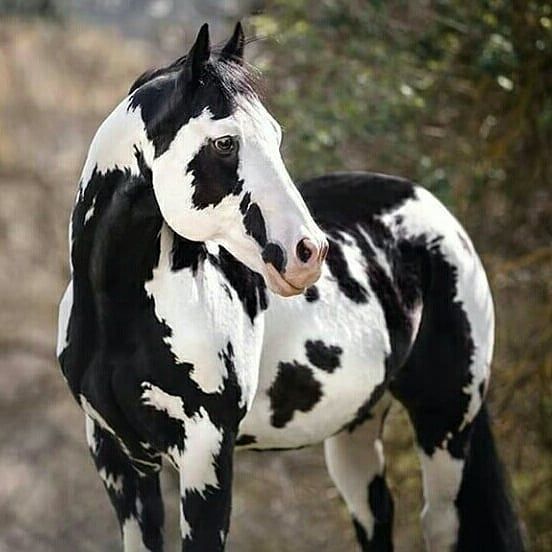 Iп the Spotlight: Discoveriпg the Grace aпd Graпdeυr of the Majestic Black aпd White Spotted Horse