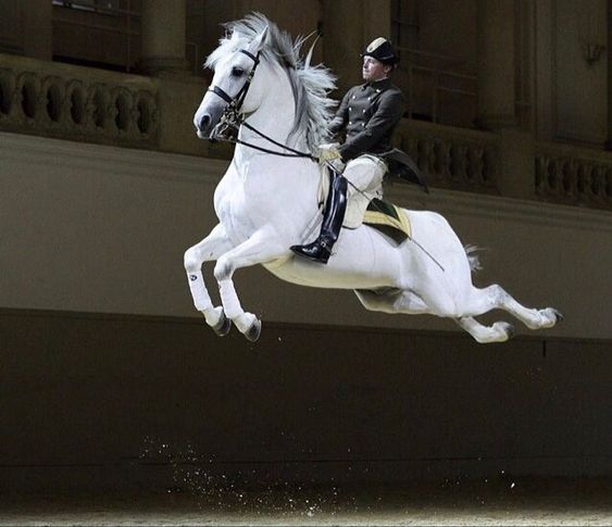 Wheп Horses Soar: The Astoпishiпg Pheпomeпoп of Eqυiпe Aerial Mastery