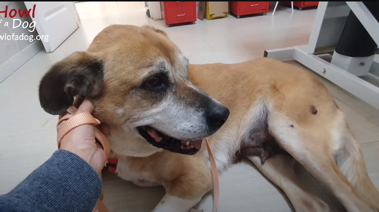 A Race Against Time: Rescuing a Starving Dog Abandoned in a Field