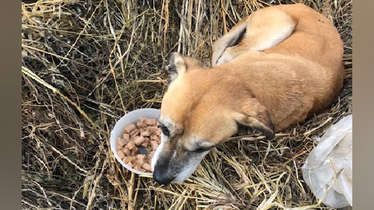 A Race Against Time: Rescuing a Starving Dog Abandoned in a Field