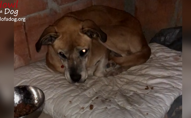 A Race Against Time: Rescuing a Starving Dog Abandoned in a Field