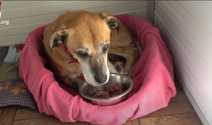 A Race Against Time: Rescuing a Starving Dog Abandoned in a Field