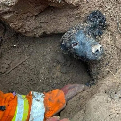 Dramatic Rescue: Poor Dog Trapped Underground for Hours Finally Freed by Heroic Rescue Team