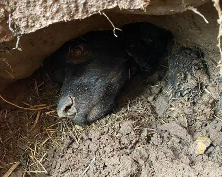 Dramatic Rescue: Poor Dog Trapped Underground for Hours Finally Freed by Heroic Rescue Team