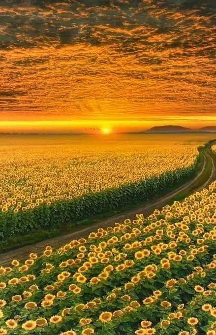 Sunflower Symphony: A Mesmerizing Overture Of Beauty And Serenity In Nature's Gallery - Nature and Life