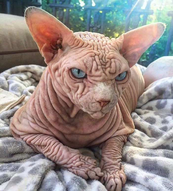 The Surprisingly Sweet Personality Behind the Extra-Wrinkly, Intimidating Appearance of This Feline - yeudon