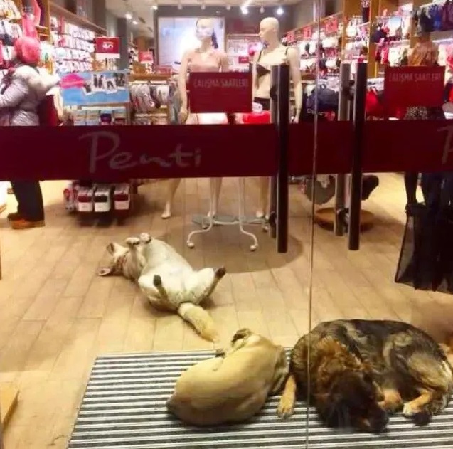 A Warm-Hearted Shopkeeper Provides Shelter for Stray Dogs in the Chilly Weather – Puppies Love