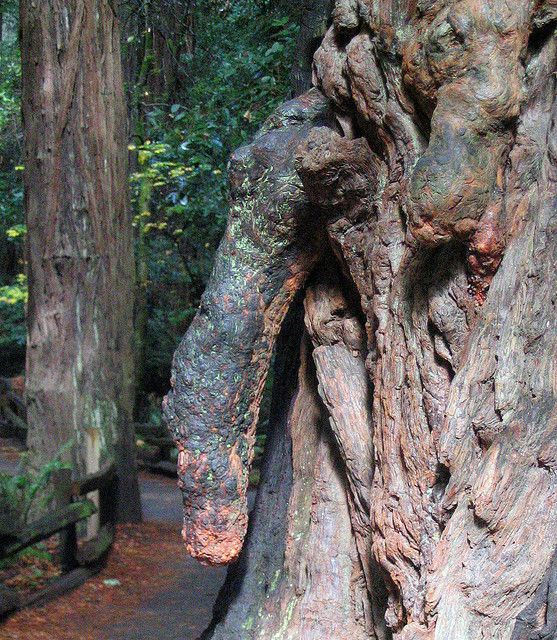 Natural Formation Takes On Phallic Resemblance, Eliciting Discomfort Among Onlookers - Amazing Nature