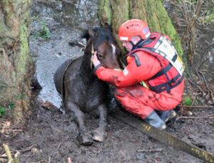 Valiant Guardians: 16 Heartwarming Images of Firefighters Rescuing Animals to Renew Your Belief in Human Kindness