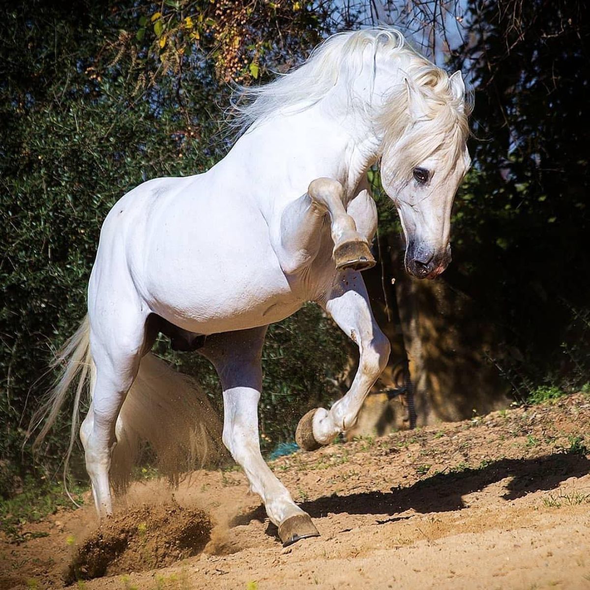 Discover Royal-Worthy Horse Breeds That Define Elegance (Video)