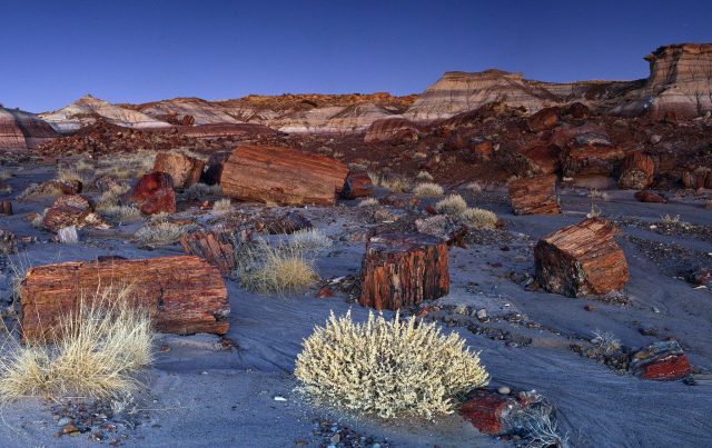 225-million-year-old petrified opal tree trunk located in Arizona