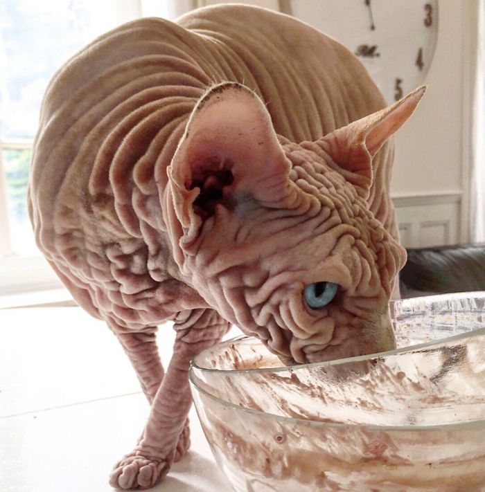 The Surprisingly Sweet Personality Behind the Extra-Wrinkly, Intimidating Appearance of This Feline - yeudon