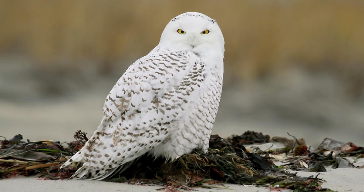 "Unveiling the Mystique: The Enigmatic World of Alaska's Snow Owl"