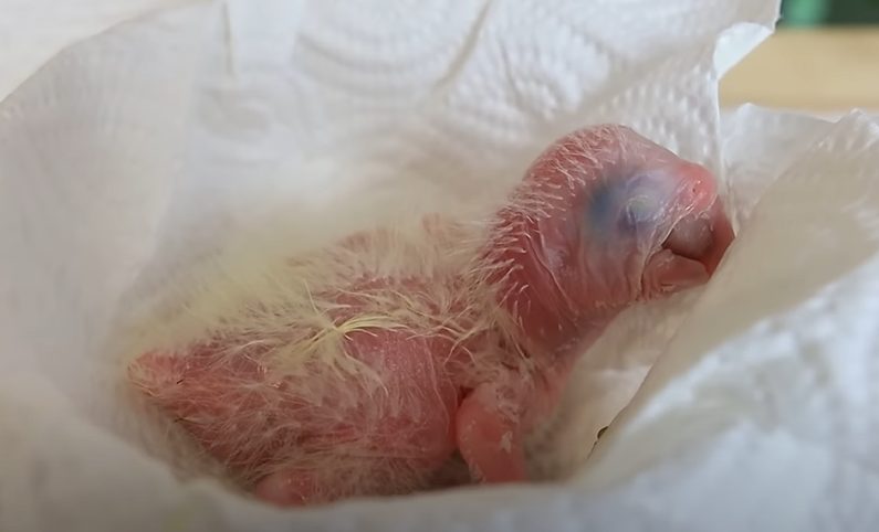 From Hatching to Vision: The Journey of a Baby Macaw Opening Its Eyes