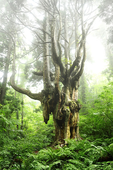 This is an old cedar tree about 800 years old