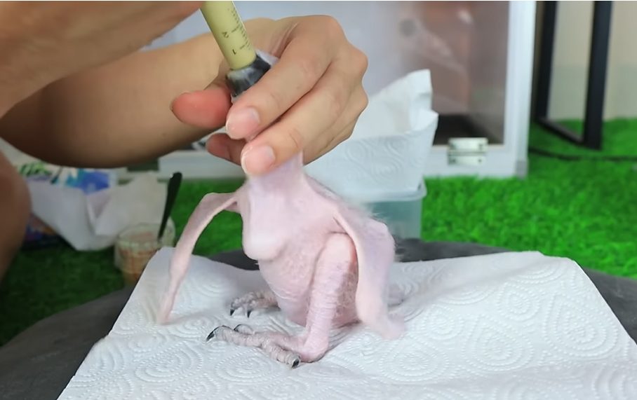 From Hatching to Vision: The Journey of a Baby Macaw Opening Its Eyes