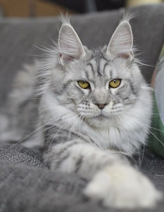 "Meet Luna: Our 14-Week-Old Maine Coon Kitten" - yeudon